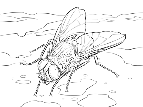 House Fly Coloring Page